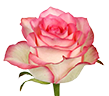 intro-header-flower intro-header-flower-b-109x96.png