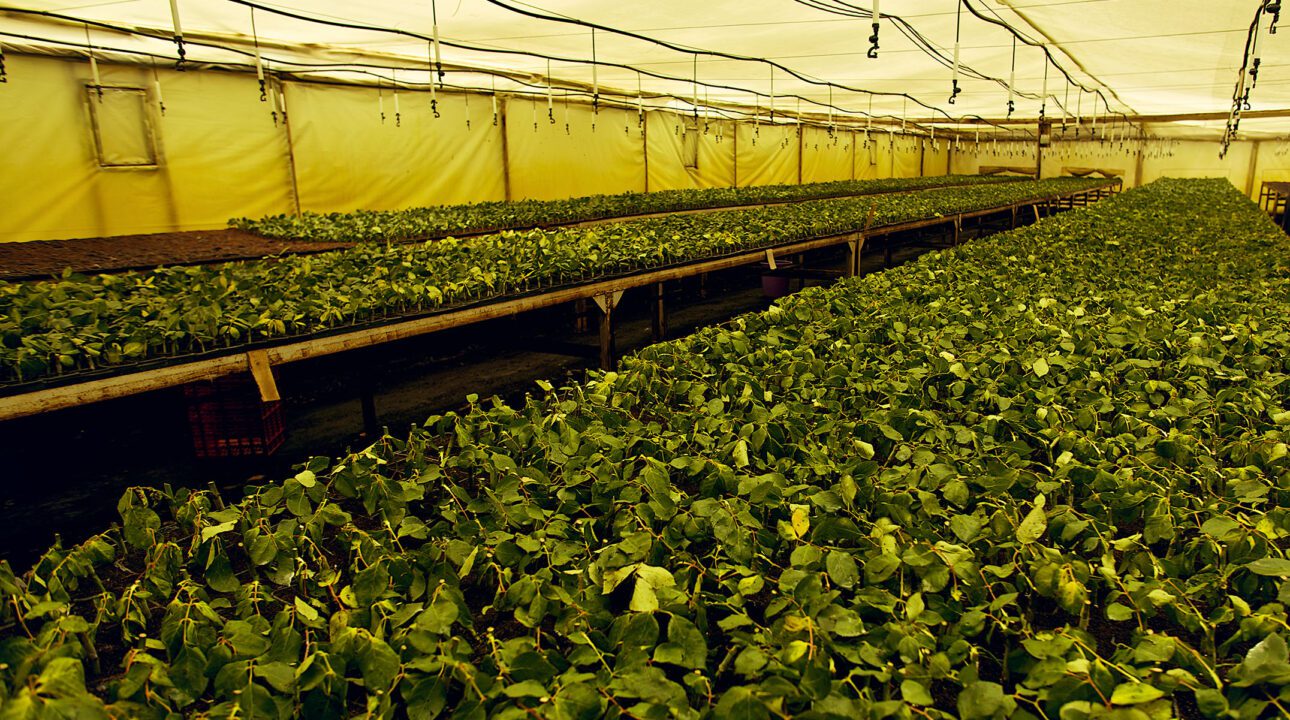 A green house with young flowers at Baraka Roses Ngorika.