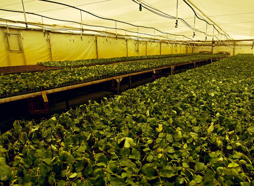 A green house with young flowers at Baraka Roses Ngorika.
