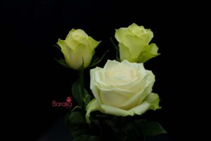 Athena rose variety from Baraka roses Ngorika, Nyandarua which is cream in color.