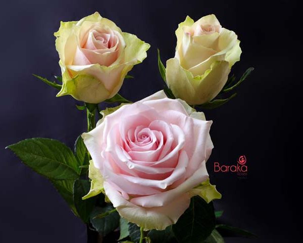Athena Pink rose variety from Baraka roses Ngorika, Nyandarua which is cream in color. and a shade of pink in the middle.