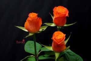 Confidential rose variety from Baraka roses Ngorika, Nyandarua which is a darker orange.