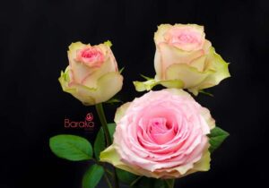 Esperance rose variety from Baraka roses Ngorika, Nyandarua which is a shade of pink in the center and cream on the outsides.