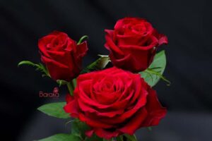 Fuschiana rose variety from Baraka roses Ngorika, Nyandarua which is a lighter red rose.