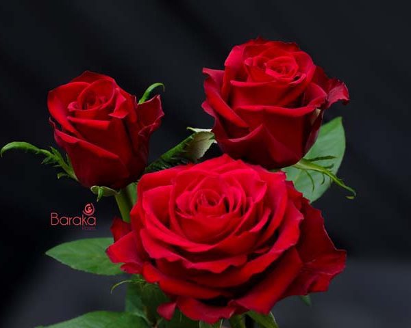 Fuschiana rose variety from Baraka roses Ngorika, Nyandarua which is a lighter red rose.