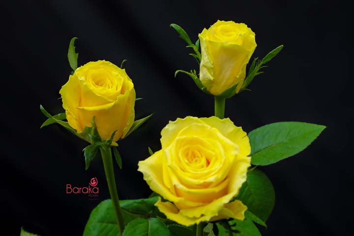Good times rose variety from Baraka roses Ngorika, Nyandarua which is a lighter yellow rose.