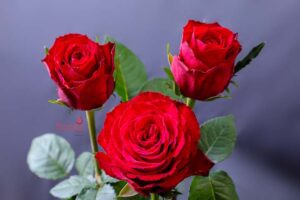 Madam Red rose variety from Baraka roses Ngorika, Nyandarua which is a lighter red rose.