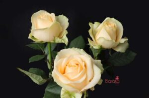 Magic avalanche rose variety from Baraka roses Ngorika, Nyandarua which is a lighter cream rose.