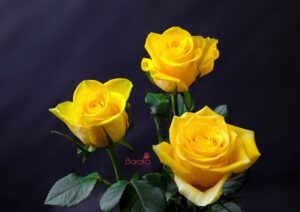Moon Walk rose variety from Baraka roses Ngorika, Nyandarua which is a darker yellow rose.