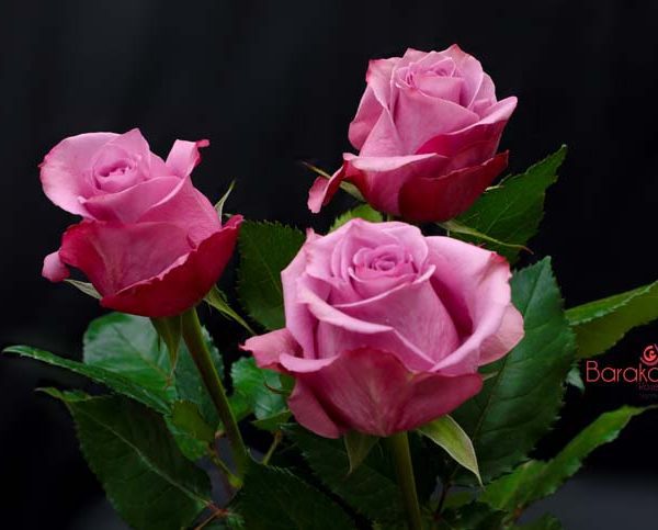 Fuschiana rose variety from Baraka roses Ngorika, Nyandarua which is a lighter red rose.