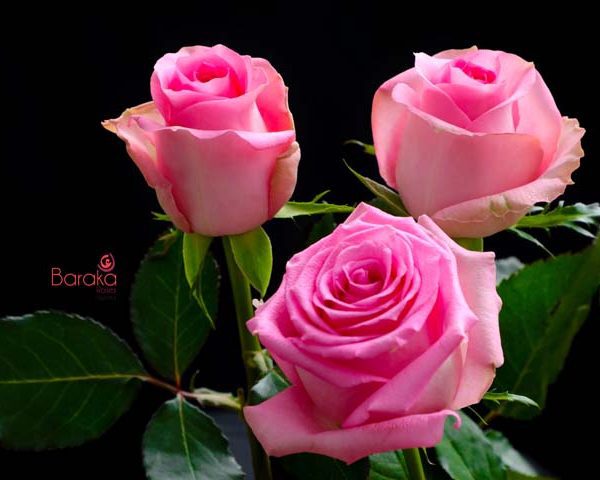 Revival rose variety, which is a lighter shade of pink in color at Baraka Roses Ngorika Nyandarua.