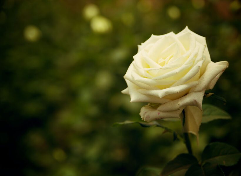 A closeup of a white rose variety from Baraka roses, Ngorika.
