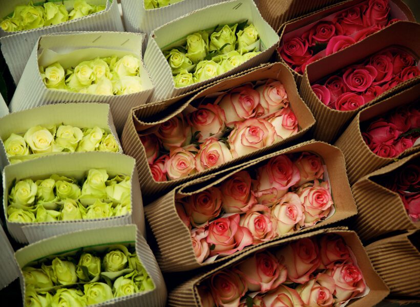 A shipment of flowers prepared for shipment inside multiple boxes from Baraka Roses Ngorika. A powerhouse in the flower industry.