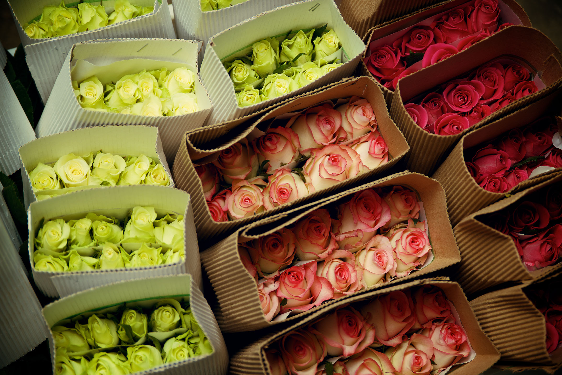 A shipment of flowers prepared for shipment inside multiple boxes from Baraka Roses Ngorika. A powerhouse in the flower industry.
