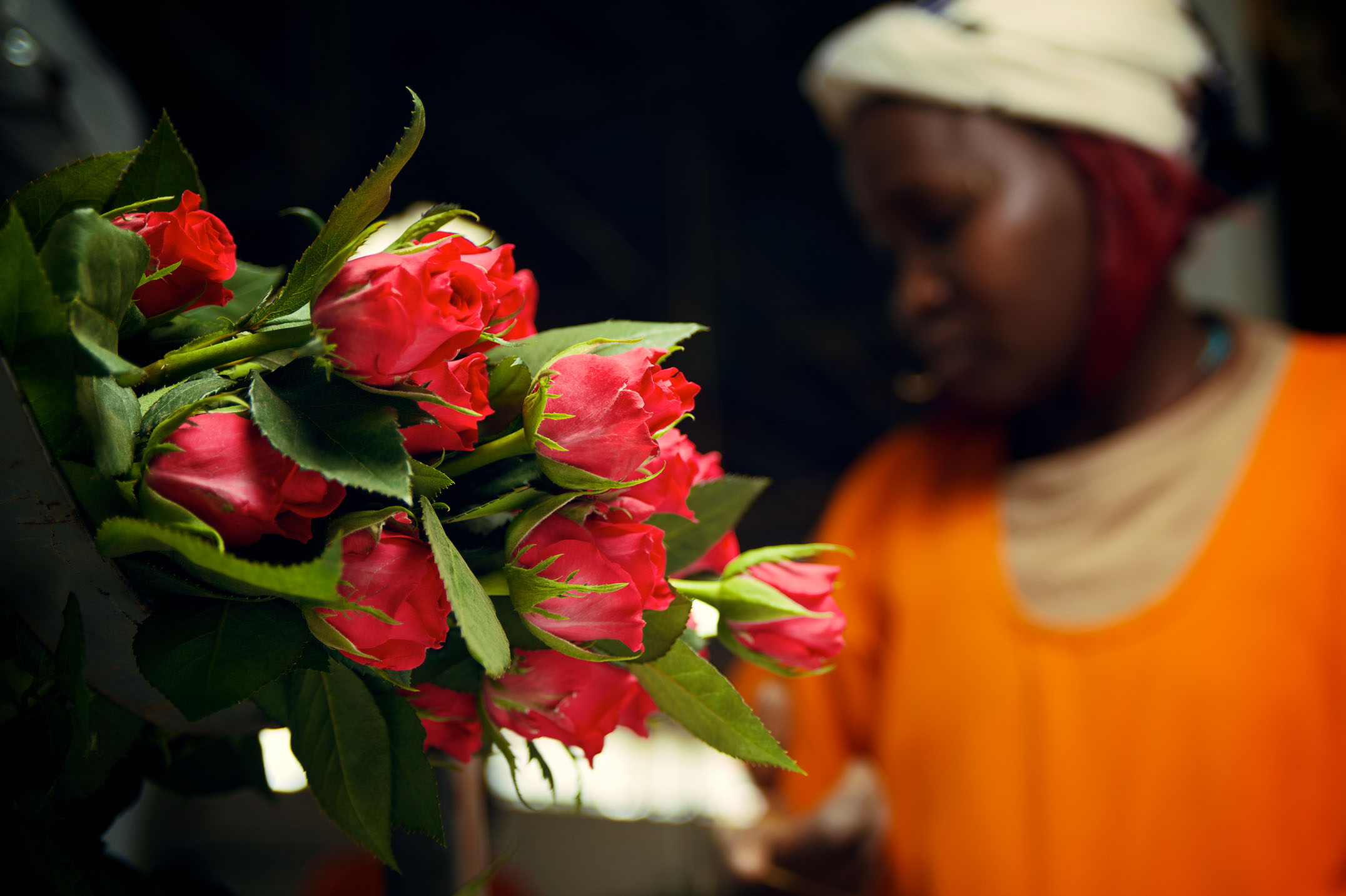 A closeup shot of a bunch of red roses being packaged by one of the staff at Baraka Roses Ngorika.