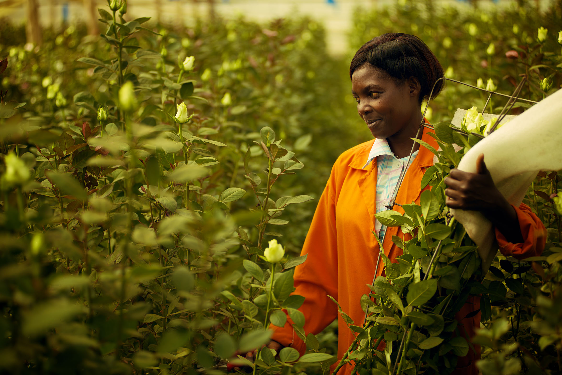 One of the female staff in Baraka Roses, Ngorika, picking roses from the farm.