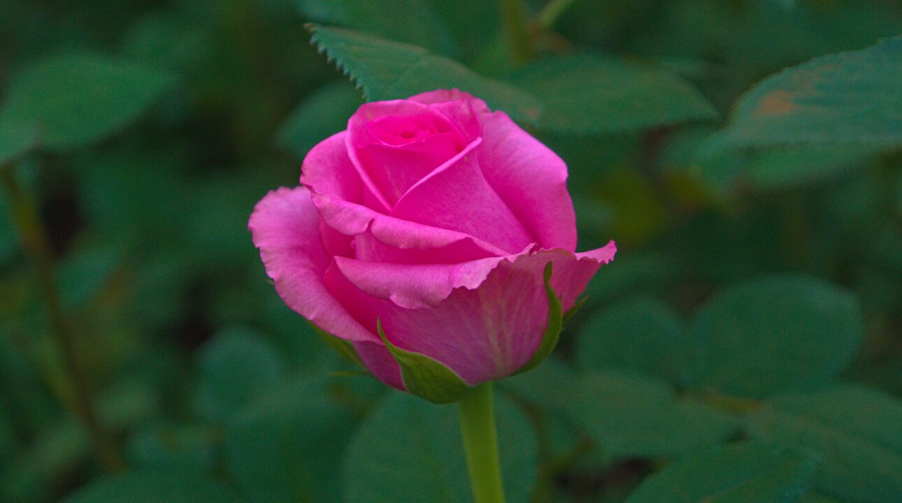 A pink rose in Baraka Roses Ngorika.