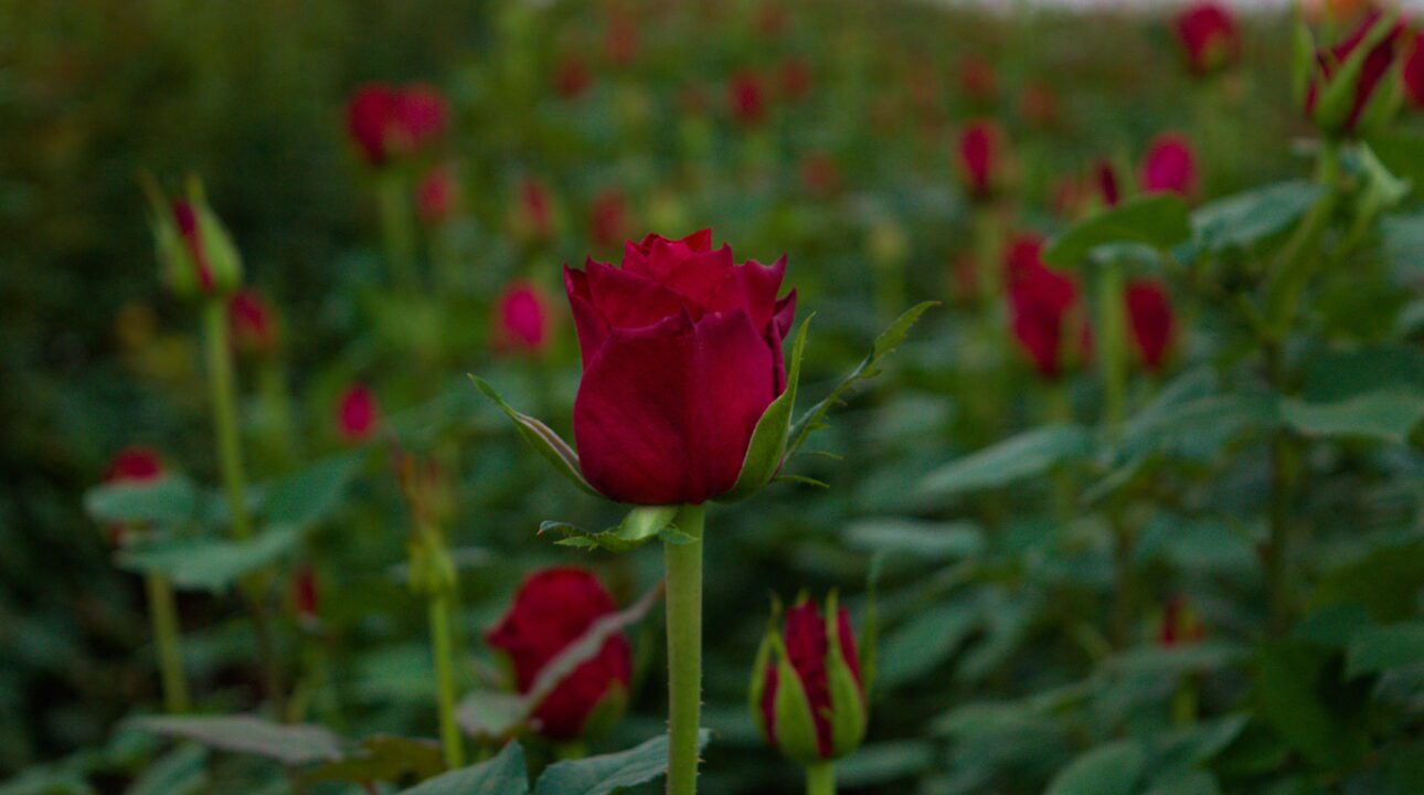 A red rose standing out from the other red roses in a field.