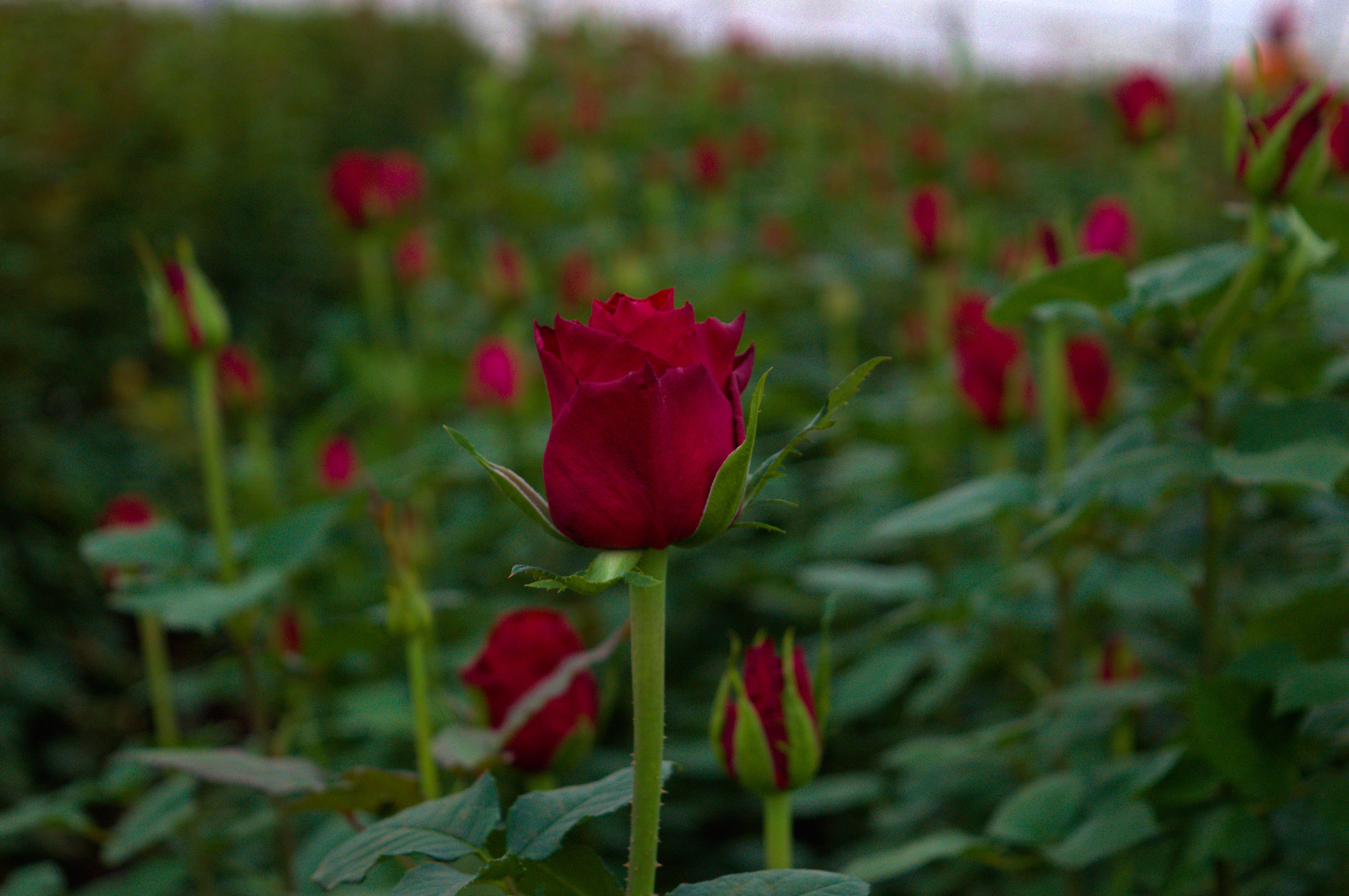A red rose standing out from the other red roses in a field.