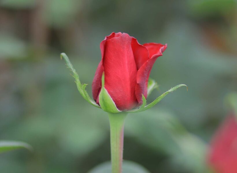 A closeup shot of one of our rose varieties at the Baraka Roses Farm Ngorika, Nyandarua.