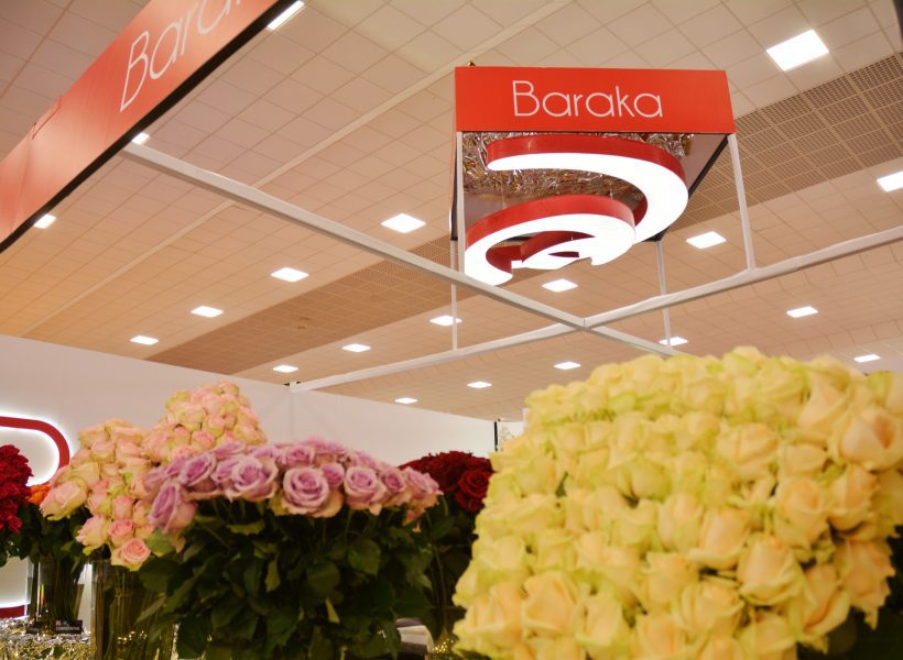 Baraka Roses Rose Varieties at IFTEX 2024