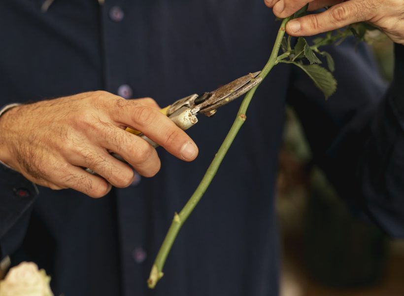 Gardener cutting flower trunks