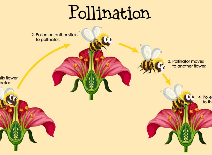 An illustration of how bee pollination works.