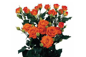 Babe Rose Variety at Baraka Roses Ngorika.