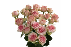 Dinara Rose Variety at Baraka Roses Ngorika.