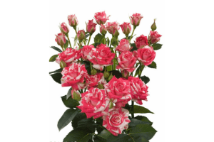 Fireworks Rose Variety at Baraka Roses Ngorika.