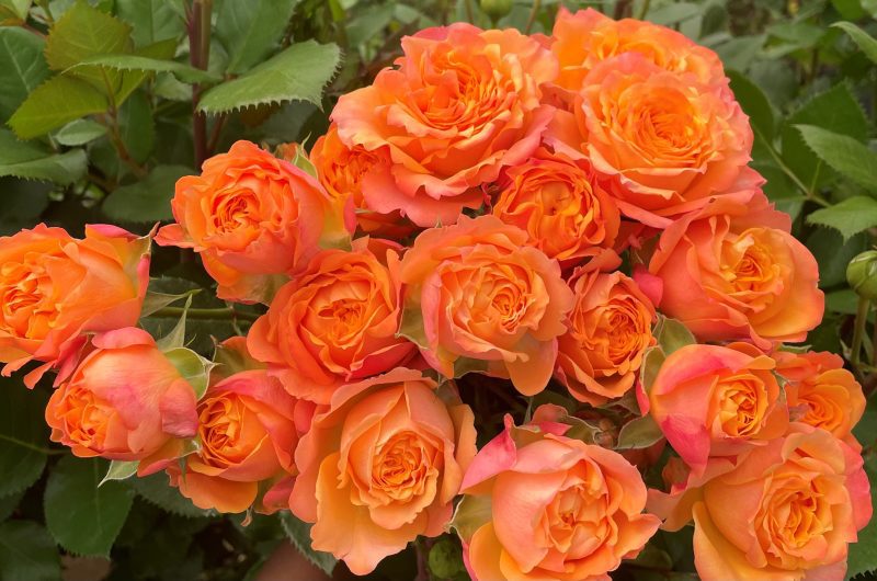 Garden Laroque Rose Variety at Baraka Roses Ngorika.