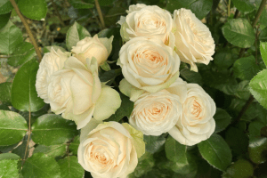 Isabella Rose Variety at Baraka Roses Ngorika, Nyandarua.