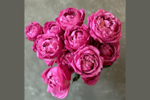 Julietta Cerise Rose Variety at Baraka Roses Ngorika.