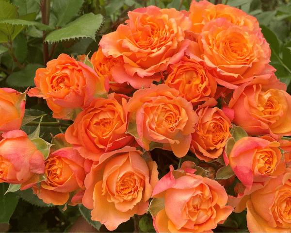 Laroque Rose Variety at Baraka Roses Ngorika.