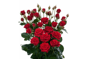 Maribel Rose Variety at Baraka Roses Ngorika.