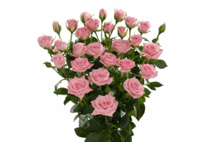 Odilia Rose Variety at Baraka Roses Ngorika
