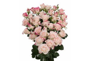 Reflex Rose Variety at Baraka Roses Ngorika.