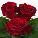 Royal Class Rose Variety at Baraka Roses Ngorika.