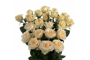 Salinero Rose Variety at Baraka Roses Ngorika