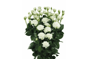 Snow Flake Rose Variety at Baraka Roses Ngorika.