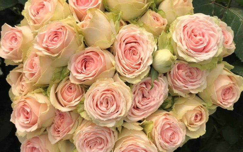 Sweet Giselle Rose Variety at Baraka Roses, Ngorika.