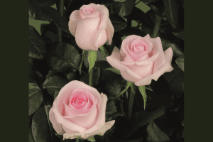 Sweet Revival Rose variety at Baraka Roses Ngorika.
