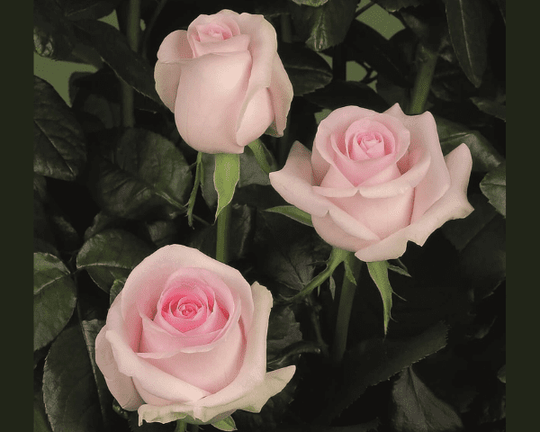 Sweet Revival Rose variety at Baraka Roses Ngorika.