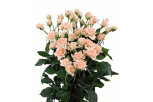 Sweet Sara Rose Variety at Baraka Roses Ngorika.